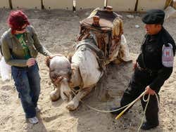 Enjoy a typical camel ride