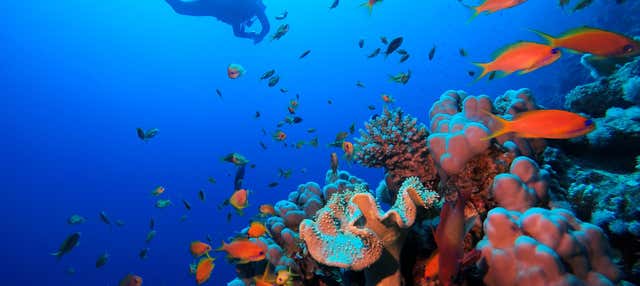 Red Sea Beginners Scuba Diving
