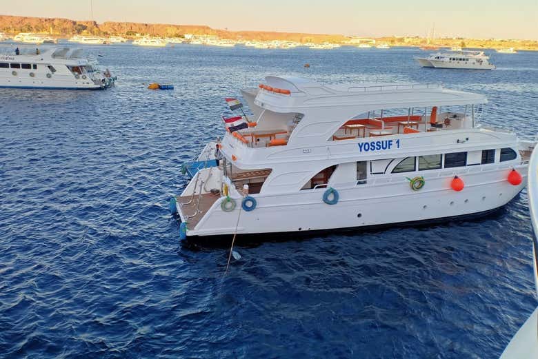 Swim with Dolphins in Hurghada Introducing Egypt