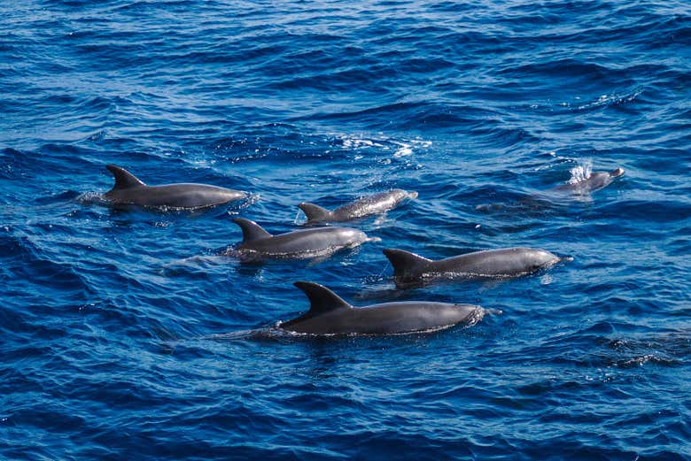 Dolphins in the Red Sea
